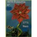Poinsettia & Stem 8"Dia