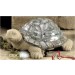 Garden Turtle 10x4.5"