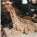 Nurturing Giraffes 10.5"T