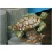 Sea Turtle 4 L x 2.75"H